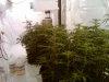 grow4profit-albums-my-small-closet-grow-picture56308-plants.jpg