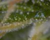 zoomtrichs 001.jpg