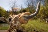 giraffe+2.jpg