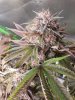 Chem 91 skva x Chocolate Diesel  grown by smokieokie 6.jpg