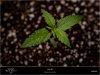 Sweet Seeds - Dark Devil Auto - Plant B 10-09-2019.jpg