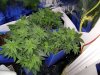 3rd Grow Day 40 (1).jpg