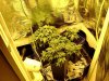 3rd Grow 4 girls 005.jpg