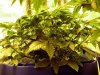 3rd Grow 4 girls 007.jpg