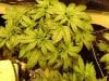 3rd Grow 4 girls 010.jpg