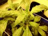 3rd Grow 4 girls 011.jpg