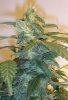 Day 87 - Day 45 of Flowering.JPG