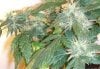 Day 87 - Day 45 of Flowering 2.jpg