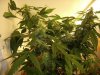 Day 87 - Day 45 of Flowering 3.jpg