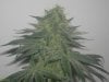 double dipped sour banana og day 40_2nd.jpg