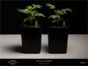 Sweet Seeds - Black Jack - Plant A And B 5 Litre 24-09-2019.jpg