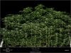 Dinafem - Orange Juice - Day 19 -Flower Scrog Canopy.jpg