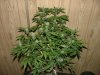 Ak-48 1 week flower004.jpg