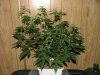 Ak-48 1 week flower006.jpg