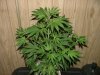 Ak-48 1 week flower008.jpg