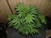 Ak-48 1 week flower009.jpg