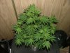 Ak-48 1 week flower011.jpg