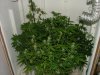 Ak-48 1 week flower013.jpg