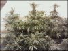 phreakygoat-albums-medical-grow-picture57087-room.jpeg