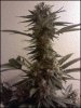 phreakygoat-albums-medical-grow-picture57086-topnug.jpeg