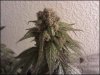 phreakygoat-albums-medical-grow-picture57085-purps.jpeg