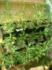 cbninjas-albums-first-grow-week-2-picture57096-journalweek2-003.jpg