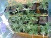 cbninjas-albums-first-grow-week-2-picture57097-journalweek2-004.jpg