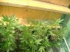 cbninjas-albums-first-grow-week-2-picture57102-journalweek2-010.jpg