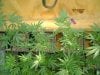 cbninjas-albums-first-grow-week-2-picture57103-journalweek2-011.jpg