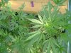 cbninjas-albums-first-grow-week-2-picture57105-journalweek2-018.jpg