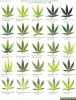 Cannabis_Leaf_Deficiencies_Chart.jpg