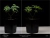 Dinafem - Gorilla CBD - Recovering From Spidermites 20-10-2019.jpg