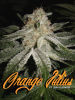 Orange Julius short pheno.PNG