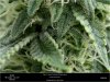 Dinafem - Orange Juice - Day 42 - Flower Scrog Trichomes On Sugar Leaves 29-10-2019.jpg