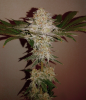 Orange Julius shorty pheno.png