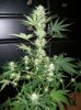 dirtmeds-albums-growop-09-picture57216-bubble-dust-4-weeks-flower.jpg