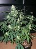 dirtmeds-albums-growop-09-picture57221-aurora-indica-clone-4-weeks.jpg