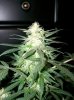 dirtmeds-albums-growop-09-picture57222-aurora-indica-clone-cola-4.jpg