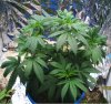 new grow 002.JPG