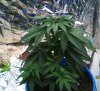 new grow 003.JPG