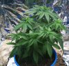 new grow 005.JPG