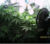 new grow 007.JPG