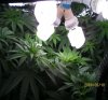 new grow 008.JPG