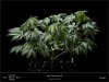 Sweet Seeds - Do - Sweet - Dos - Day 23 Flower Plant A.jpg