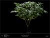 Sweet Seeds - Do - Sweet - Dos - Day 23 Flower Plant B.jpg