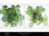 Sweet Seeds - Black Jack - Plant A Left Before Right After Defoliation.jpg