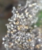 Purple Kush 1 Sativia amber trichomes.PNG