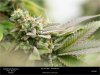 HSO-The New - Day 64 Flower - Random Bud.jpg