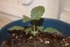 topped seedling 1.jpg