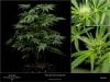 Sweet Seeds - Cream Caramel - Auto - Full Plant And Flower Inserts - 25-11-2019.jpg